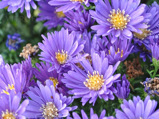 Aster krzaczasty
