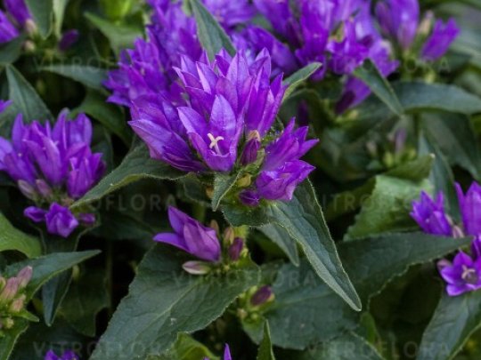 dzwonek-genti-blue-kwiaty