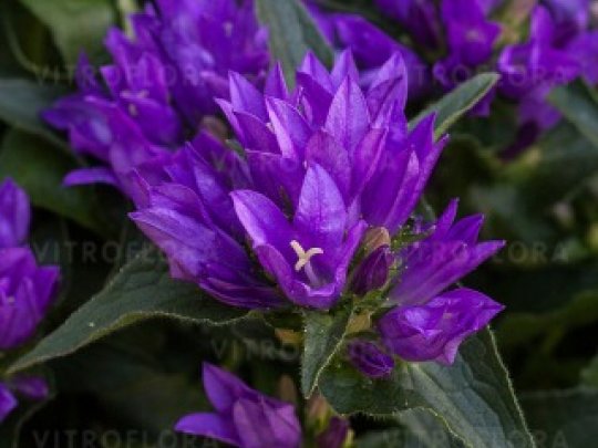 dzwonek-genti-blue-kwiaty1