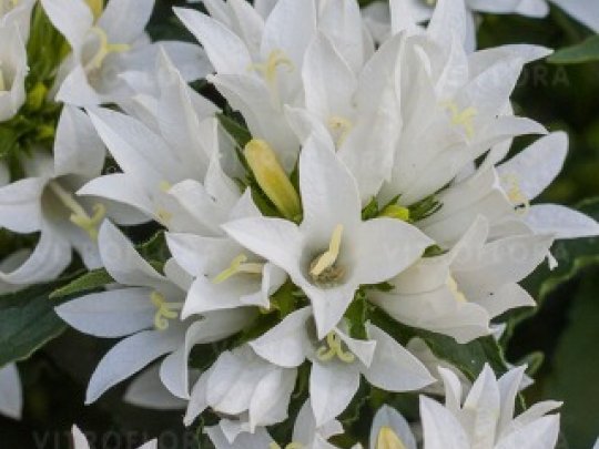 dzwonek-genti-white-kwiaty