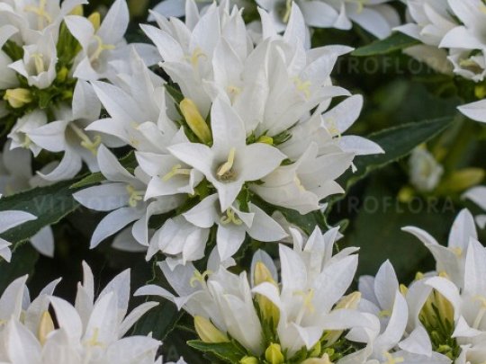 dzwonek-genti-white-kwiaty1