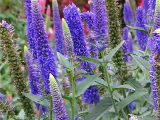 Przetacznik długolistny