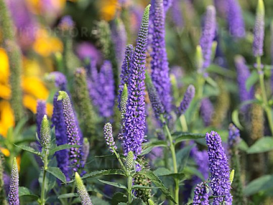 Przetacznik długolistny