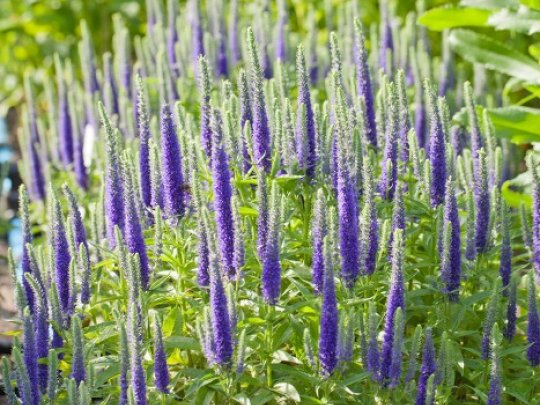 Przetacznik kłosowy