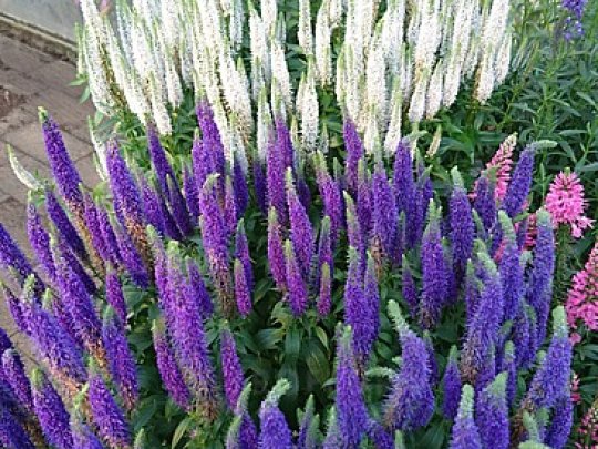 Przetacznik kłosowy