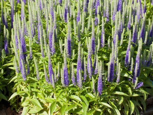 Przetacznik kłosowy