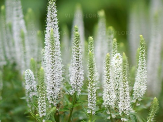 Przetacznik kłosowy