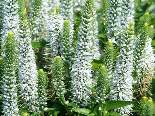 Przetacznik kłosowy