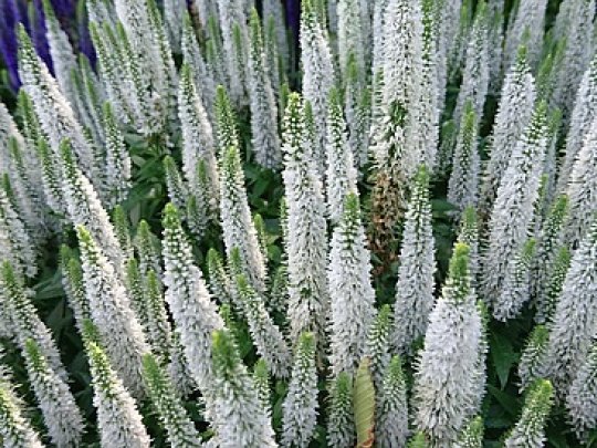 Przetacznik kłosowy