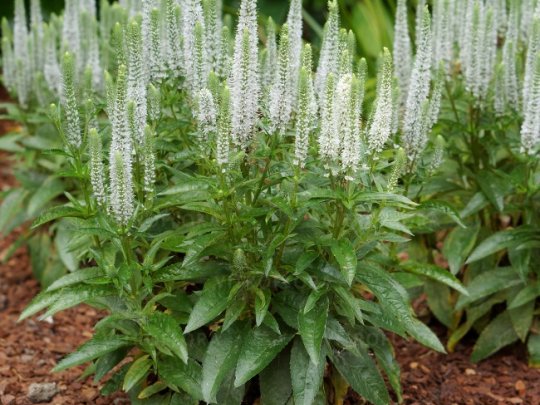 Przetacznik kłosowy