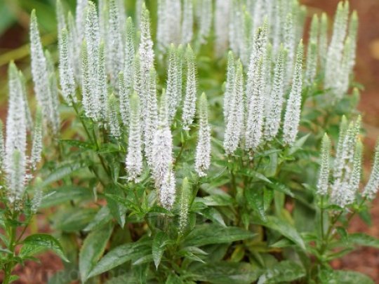 Przetacznik kłosowy