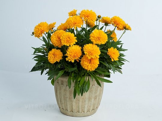 Nachyłek wielkokwiatowy