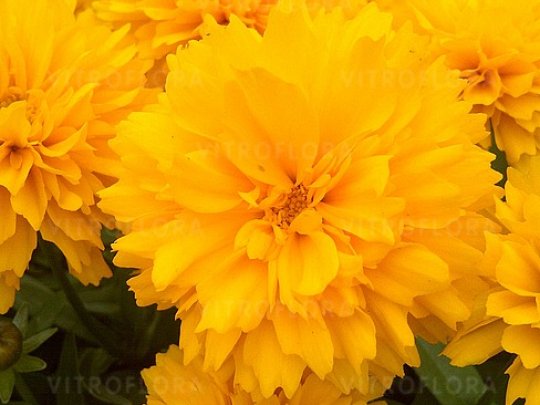 Nachyłek wielkokwiatowy