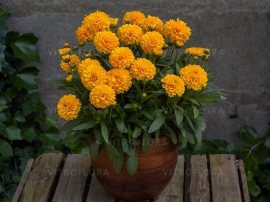 Nachyłek wielkokwiatowy