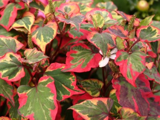 Pstrolistka sercolistna