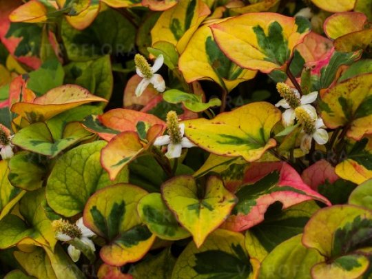 Pstrolistka sercolistna