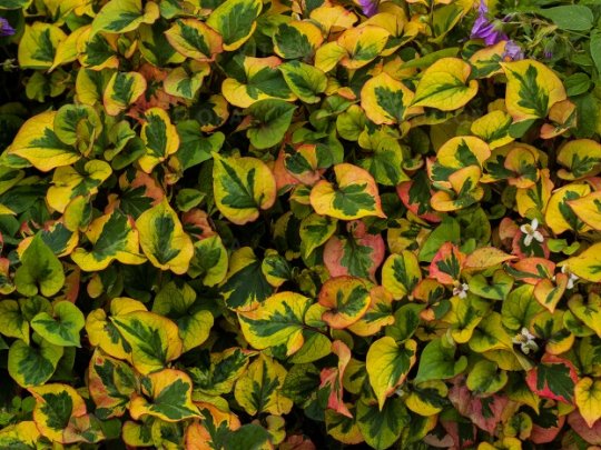 Pstrolistka sercolistna