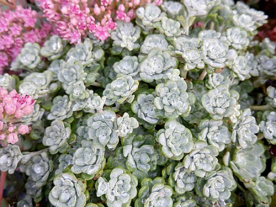 Rozchodnik łopatkowaty