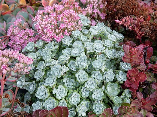 Rozchodnik łopatkowaty