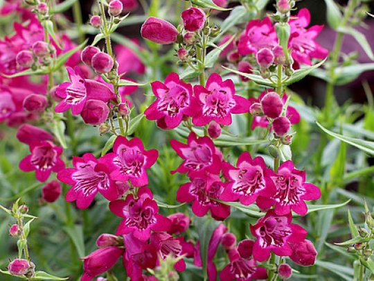 Penstemon palczasty