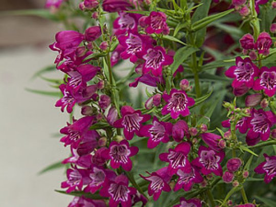 Penstemon palczasty