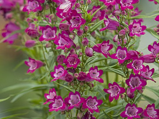 Penstemon palczasty