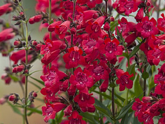 Penstemon palczasty