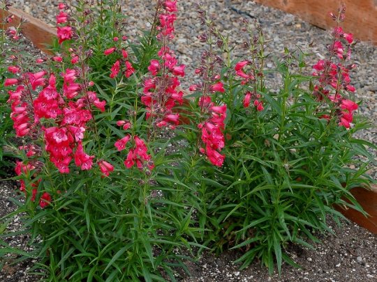 Penstemon palczasty