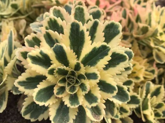 Rozchodnik  takesimense