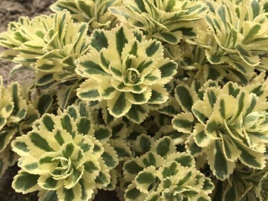 Rozchodnik  takesimense