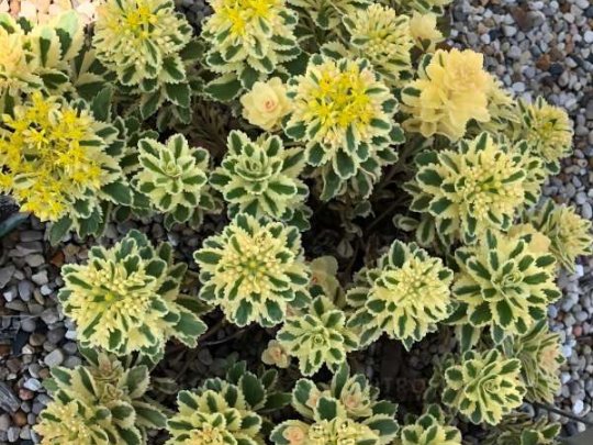 Rozchodnik  takesimense