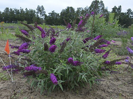 buddleja-magenta-munchkin-krzew