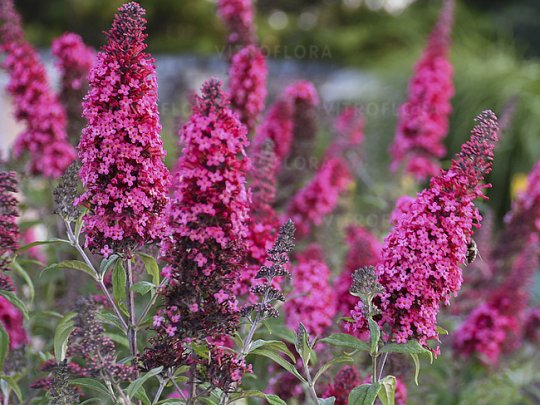 budleja-prince-charming-kwiaty