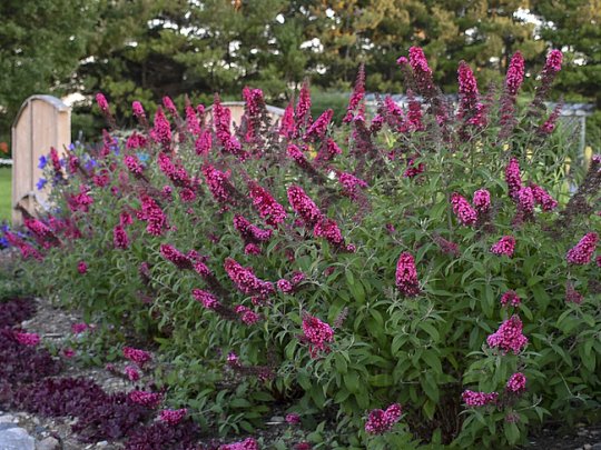 buddleja-prince-charming-krzew