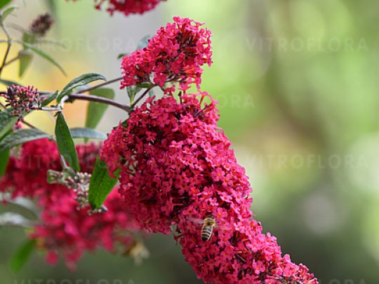 budleja-prince-charming-kwiaty