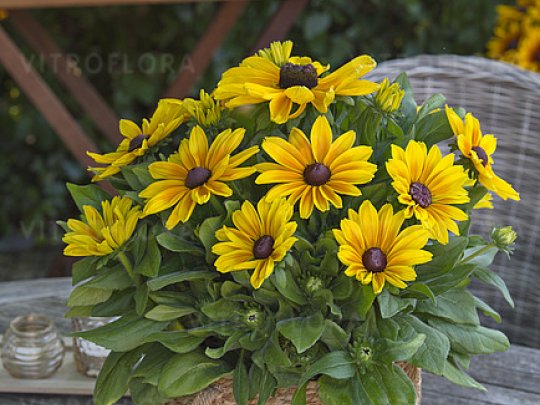 Rudbekia