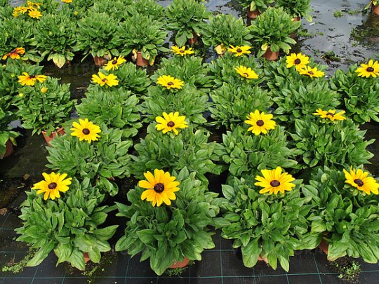Rudbekia