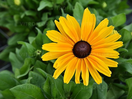 Rudbekia