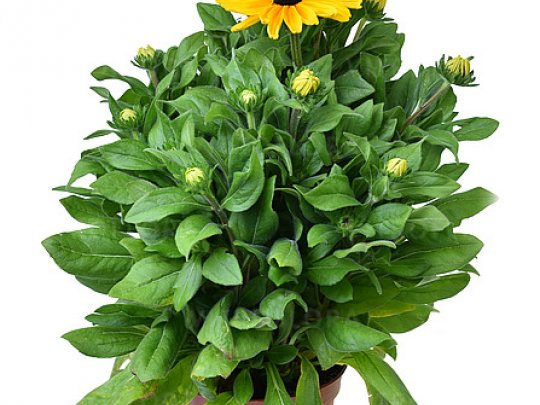 Rudbekia