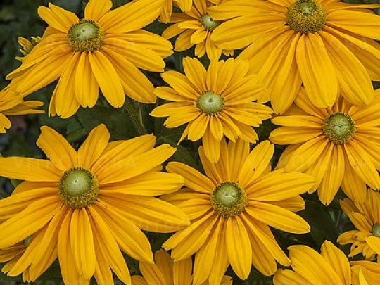 Rudbekia