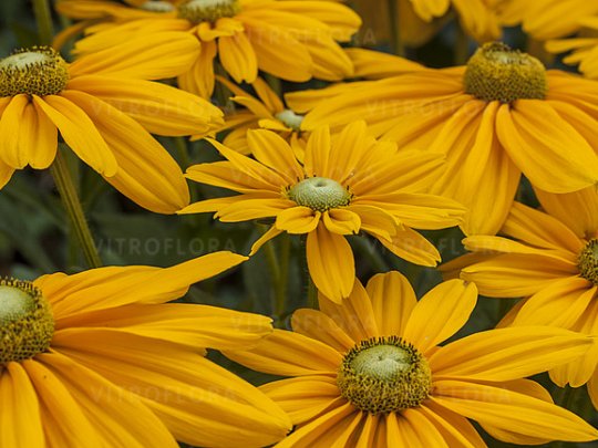 Rudbekia