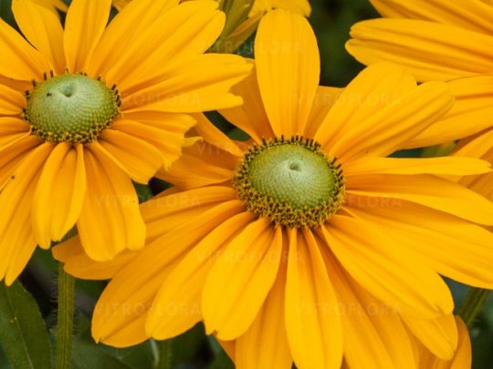 Rudbekia