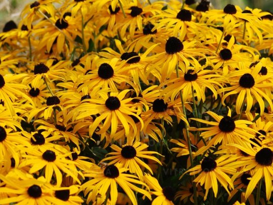 Rudbekia błyskotliwa