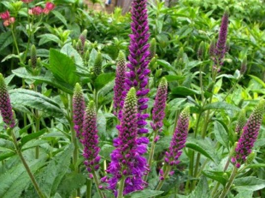 Przetacznik długolistny