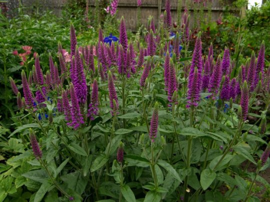 Przetacznik długolistny