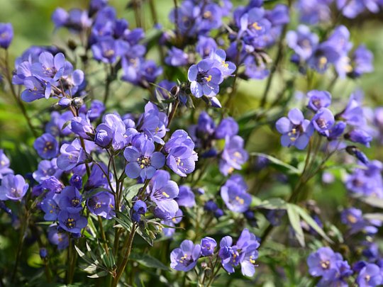 Wielosił rozesłany