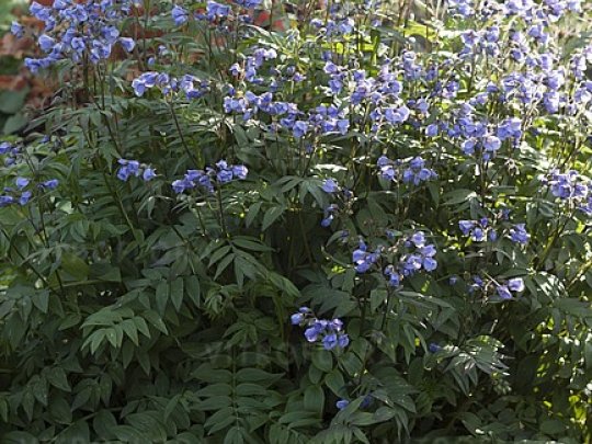 Wielosił rozesłany