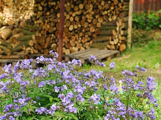 Wielosił rozesłany