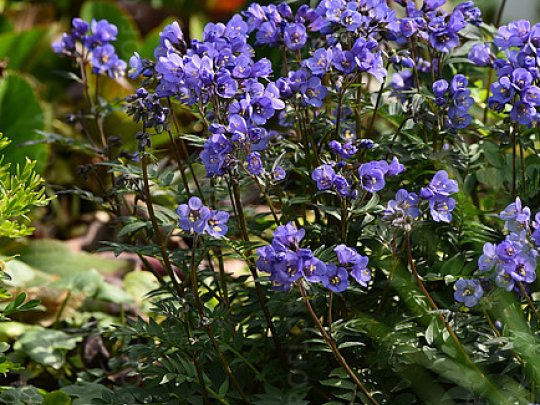 Wielosił rozesłany