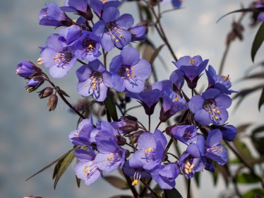 Wielosił rozesłany